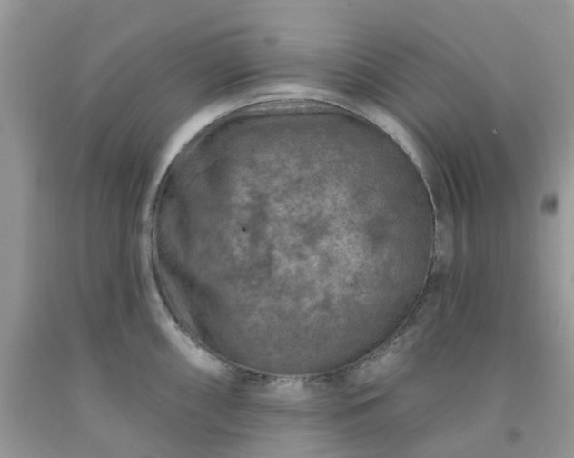 X0000091691098200709061120