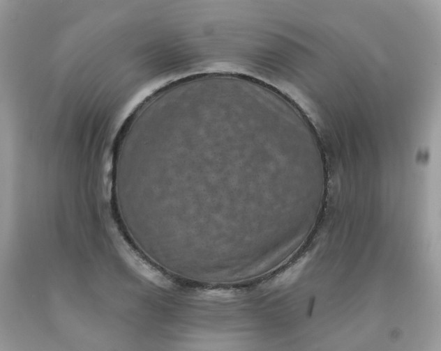 X0000091691126200709061119