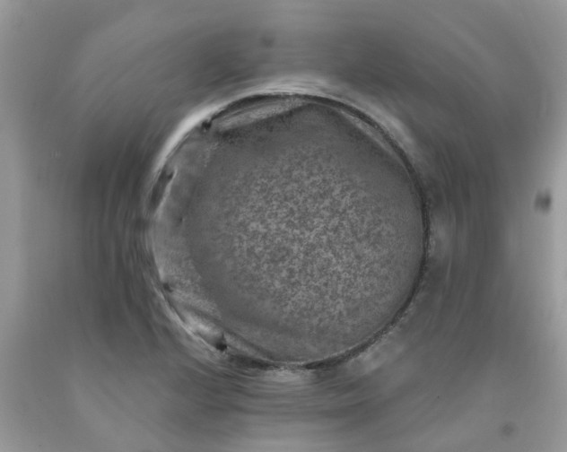 X0000091691224200709061118