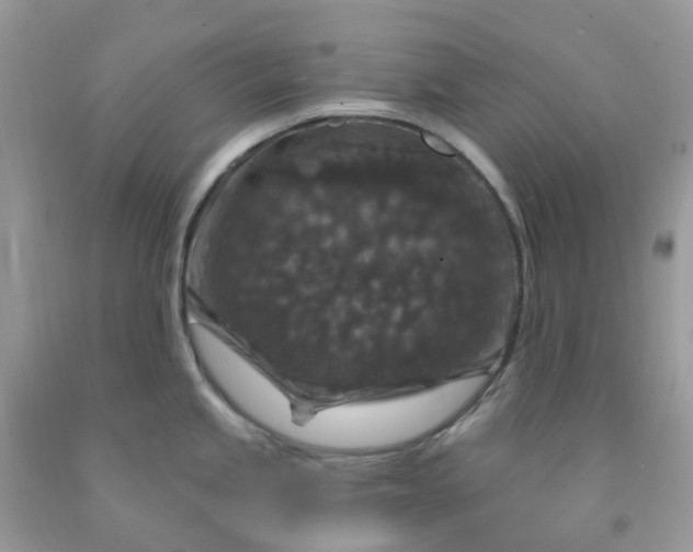 X0000091691245200709061118