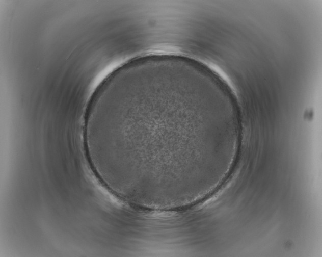 X0000091691325200709061117