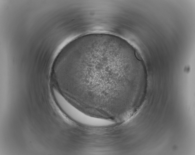 X0000091691333200709061117