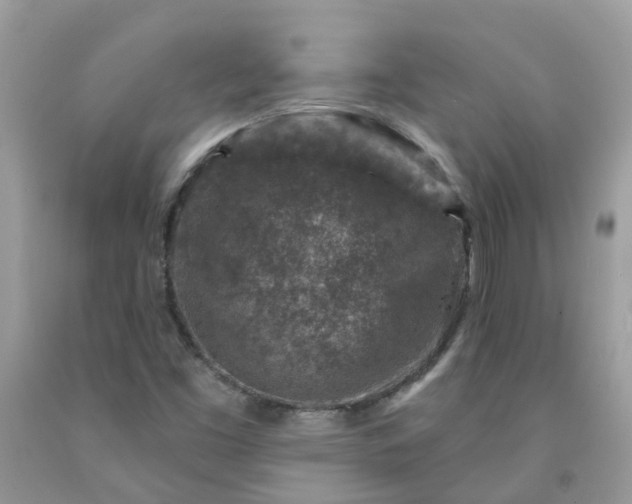 X0000091691453200709061115