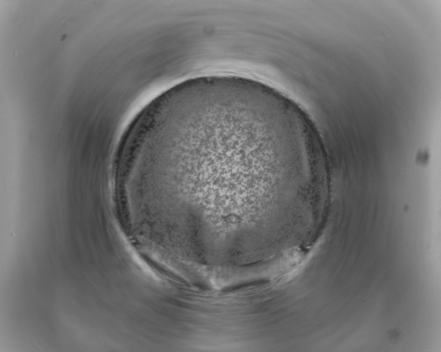 X0000091691517200709061114