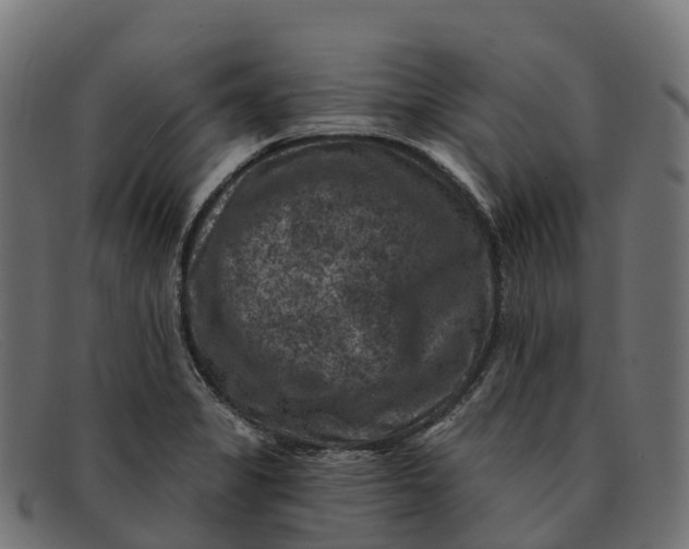 X0000091691325200709131559