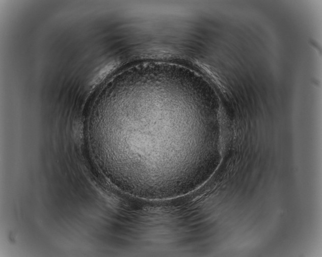 X0000091700679200708311054