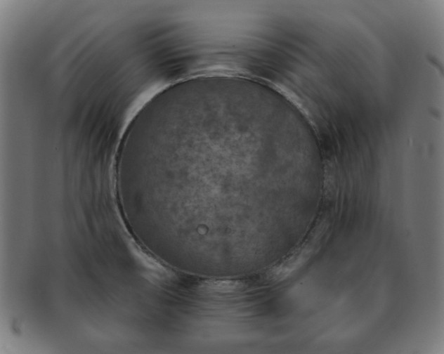 X0000091701474200708311042