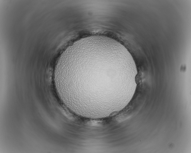 X0000091700664200709141100