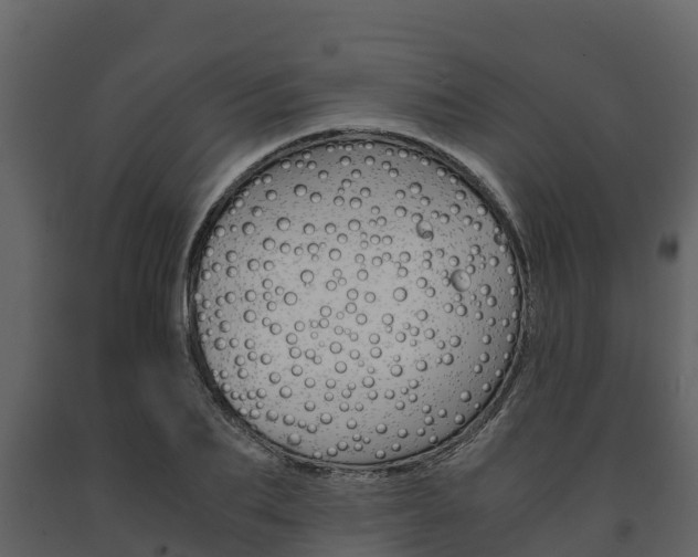 X0000091710887200708240954