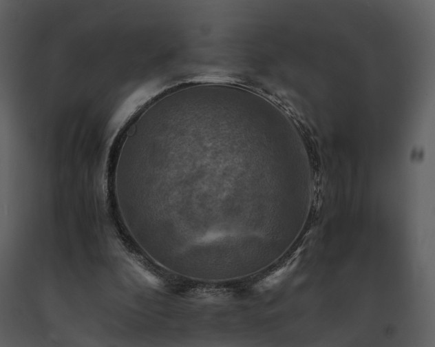 X0000091710296200708241253