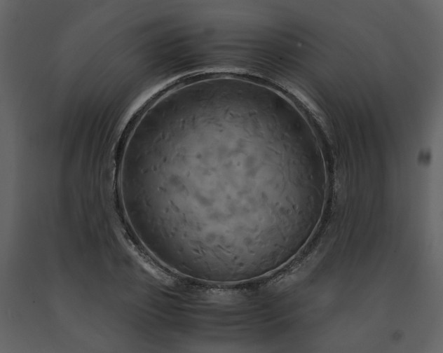 X0000091710933200708241243
