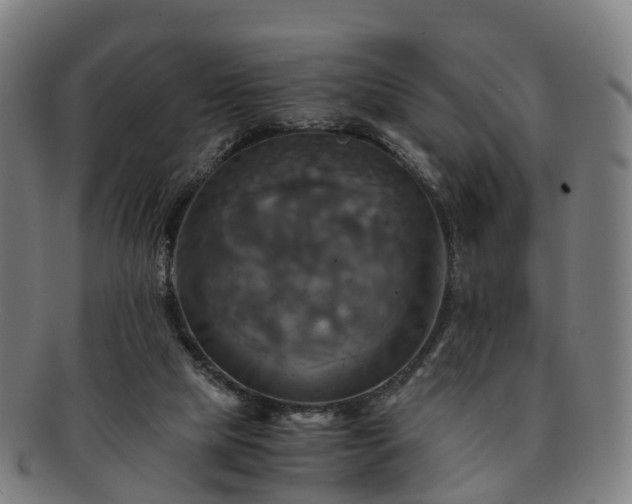 X0000091710065200708311125