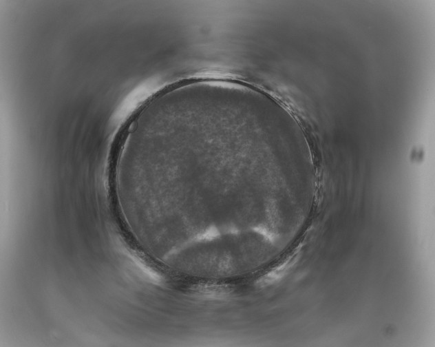 X0000091710296200709141126