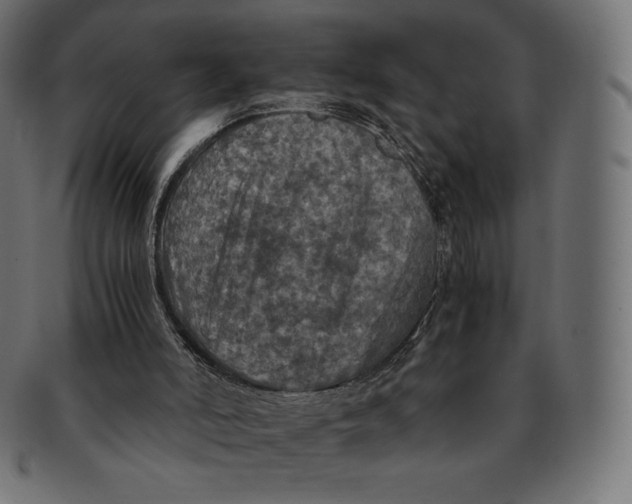 X0000091710006200709210950