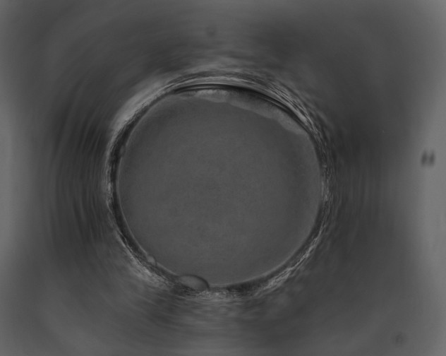 X0000091720245200708241356