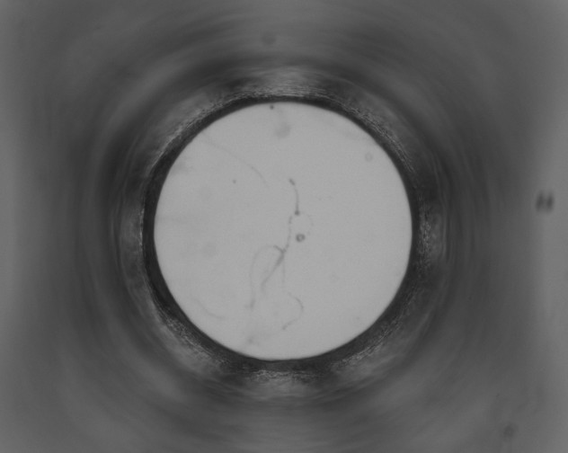 X0000091720534200708241351