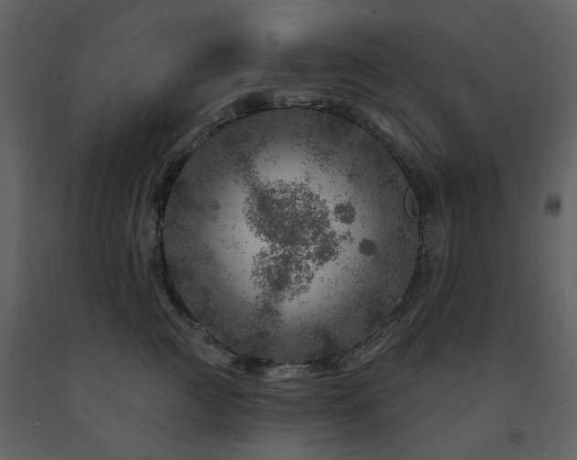 X0000091720761200708241349