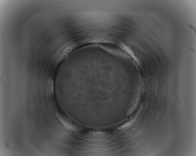 X0000091720205200708311146