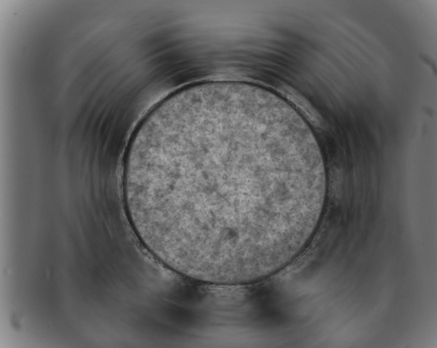 X0000091720856200708311137