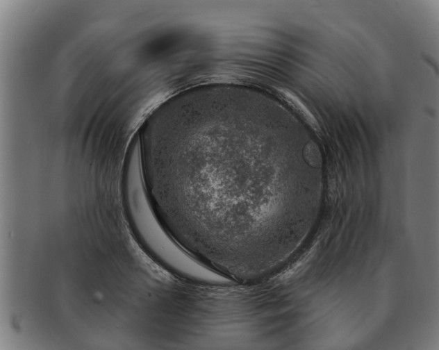 X0000091720938200708311135