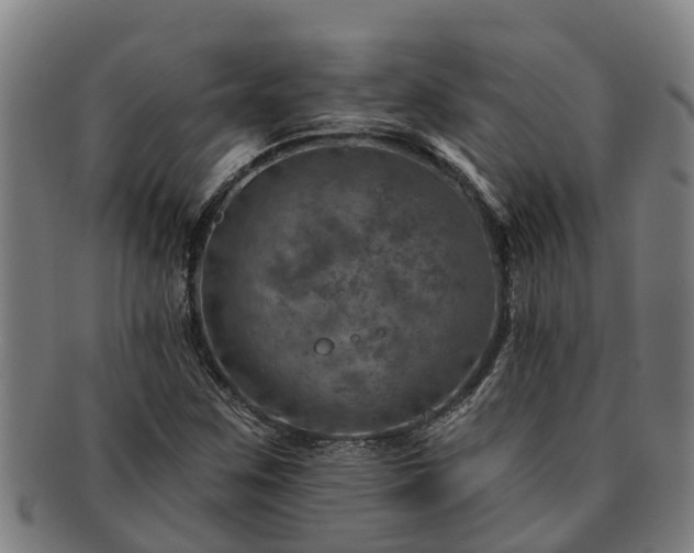 X0000091721259200708311130