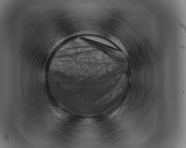 X0000091720204200709211007