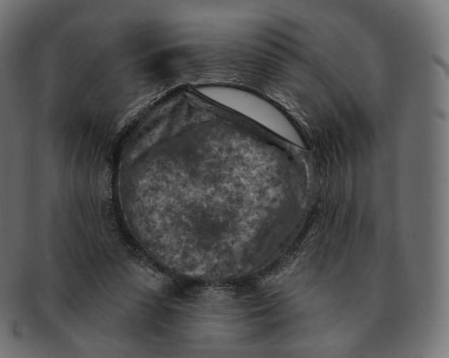 X0000091720303200709211006