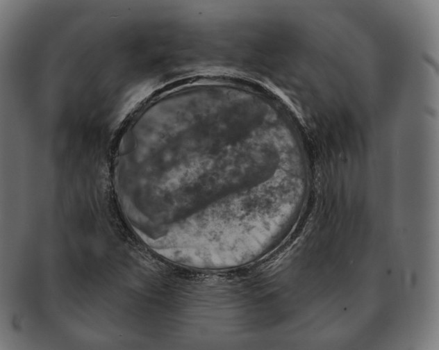 X0000091721263200709210954