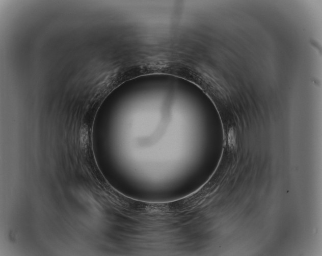 X0000091731299200708311152