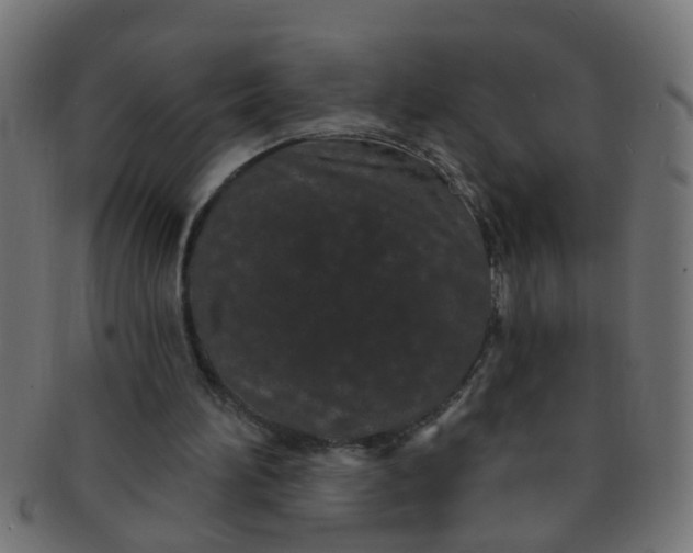 X0000091730196200709071508