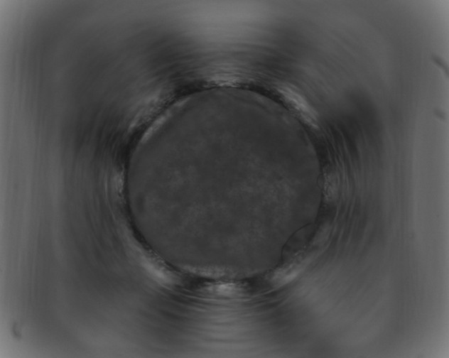 X0000091730365200709071505