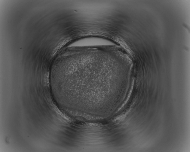 X0000091730585200709211021