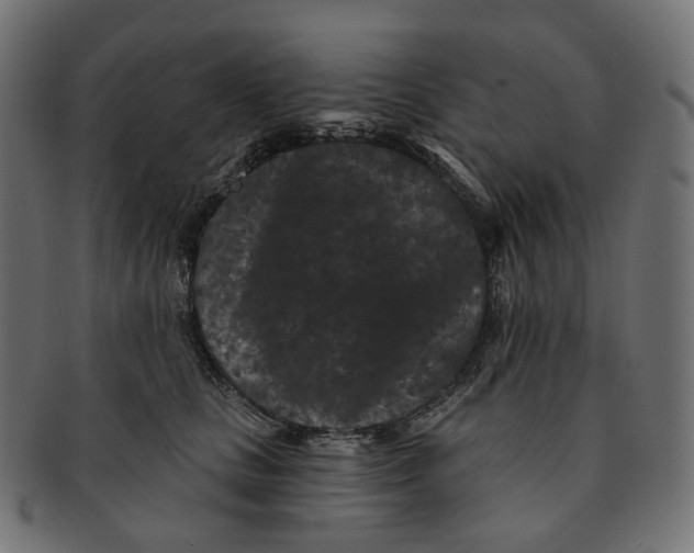 X0000091730661200709211021