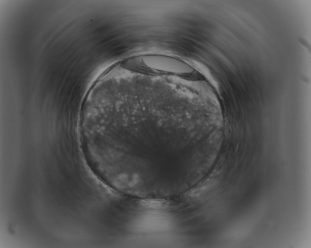 X0000091730863200709211019