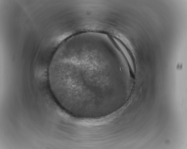 X0000091850017200709051156