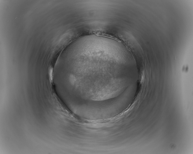 X0000091850041200709051156