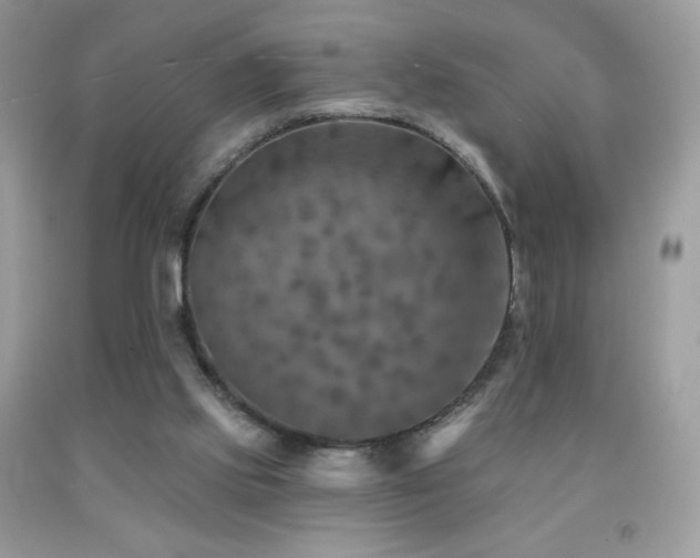 X0000091850061200709051155