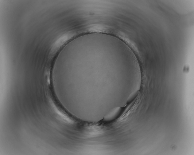 X0000091850062200709051155