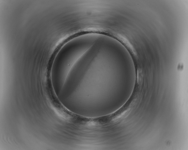X0000091850204200709051153