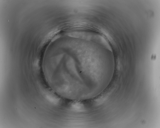 X0000091850258200709051153