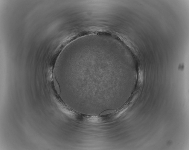 X0000091850383200709051152