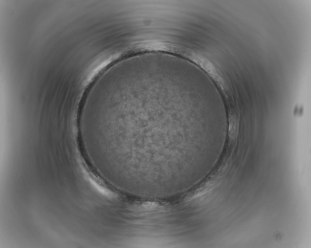 X0000091850390200709051151