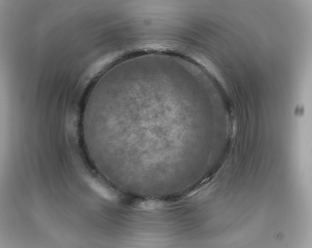 X0000091850444200709051150