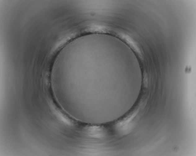 X0000091850449200709051150