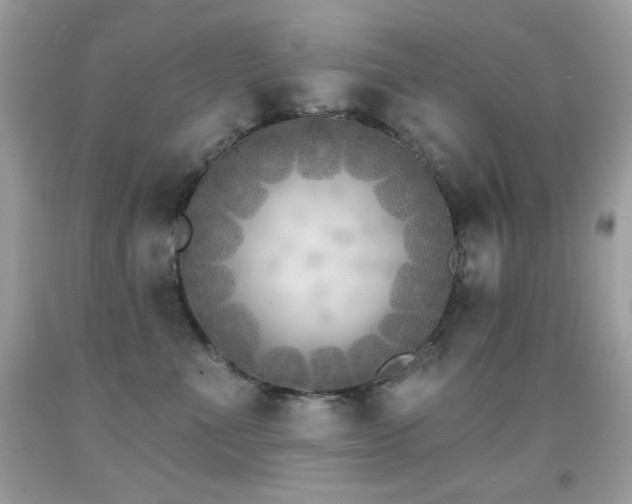 X0000091850523200709051149