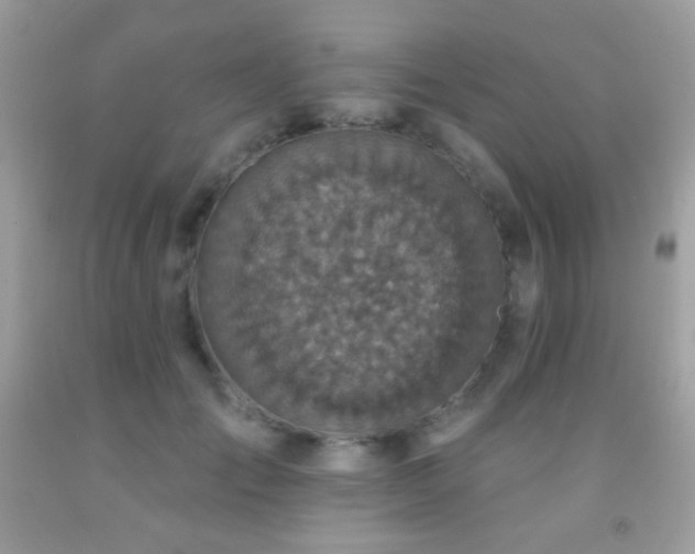 X0000091850701200709051146