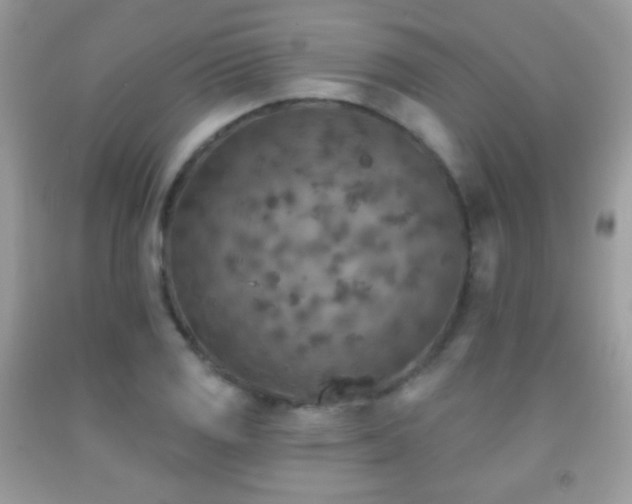 X0000091851125200709051141