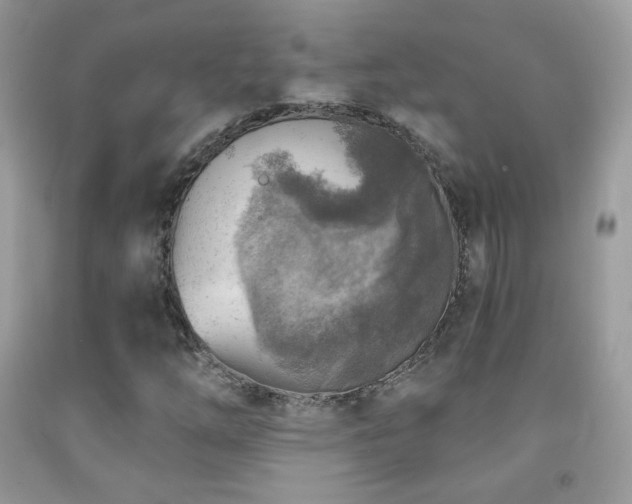 X0000091851254200709051139