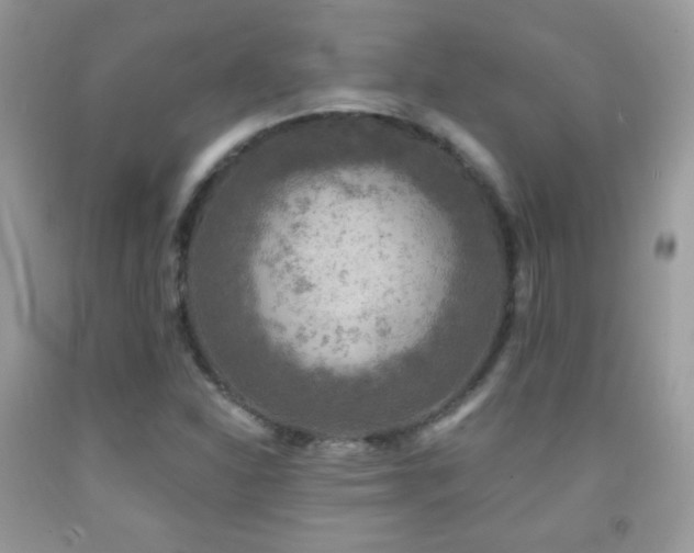 X0000091851310200709051138