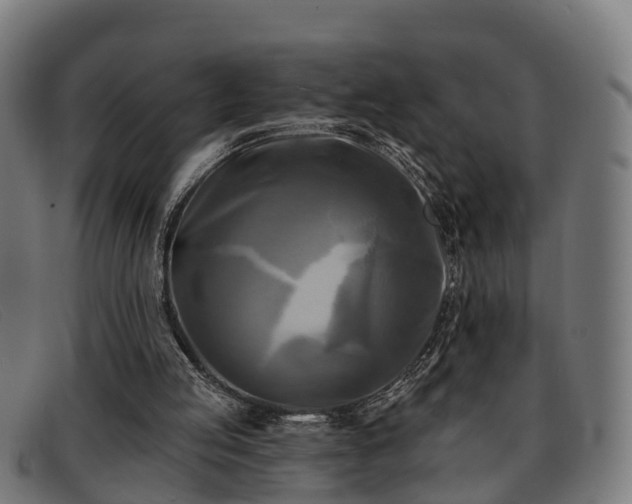 X0000091850053200709121318
